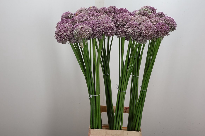 <h4>Allium Ampeloprasum</h4>