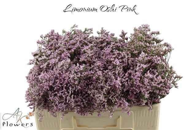 <h4>LIM SAF OSHI PINK</h4>