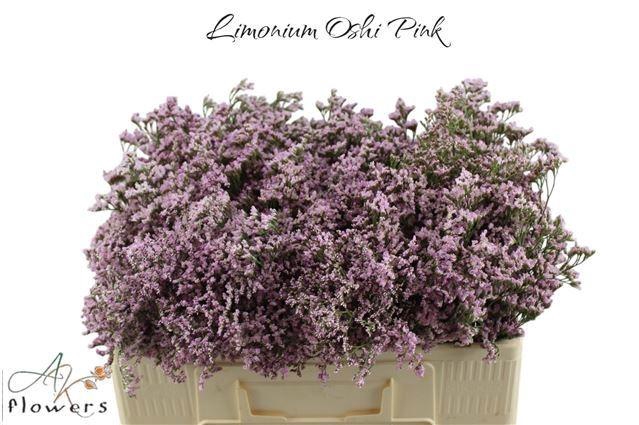 <h4>LIM SAF OSHI PINK</h4>