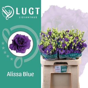 Lisianthus do alissa blue