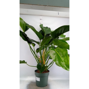 Philodendron  'Green Beauty'