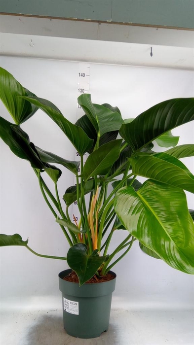 <h4>Philodendron  'Green Beauty'</h4>