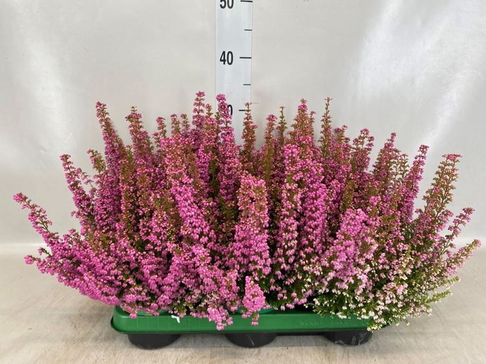 Erica gracilis 'Bea Queen Sylvia'