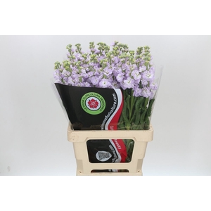 Matthiola Iron Marine