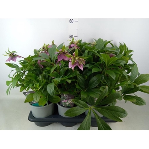 Helleborus   ...