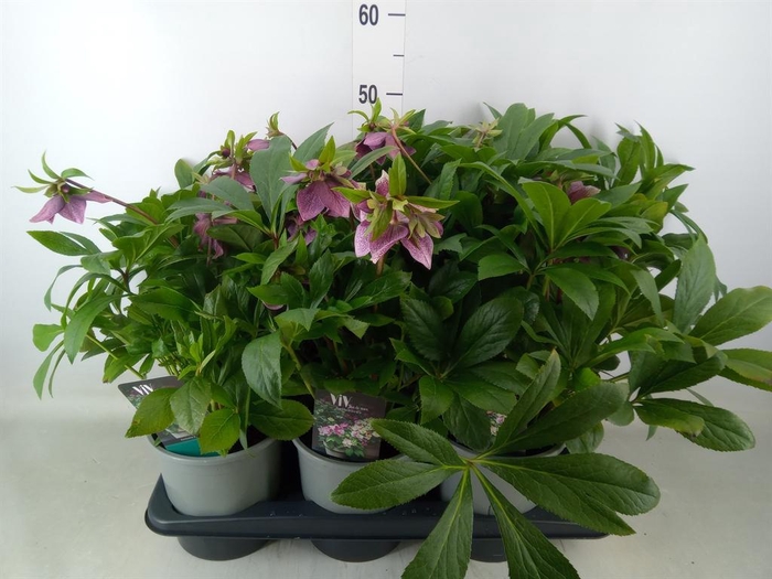 <h4>Helleborus   ...</h4>