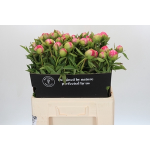 Paeonia Cytherea
