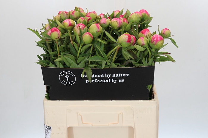 Paeonia Cytherea