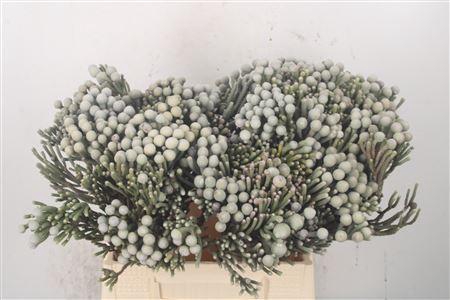 <h4>Kaaps Silver Brunia</h4>