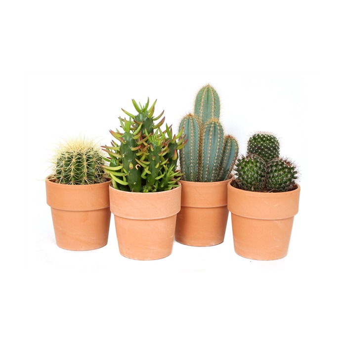 <h4>Cactus roodsteen 12 cm</h4>