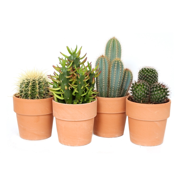 <h4>Cactus roodsteen 12 cm</h4>