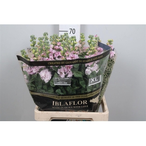 Matth Iron Cherry Bl