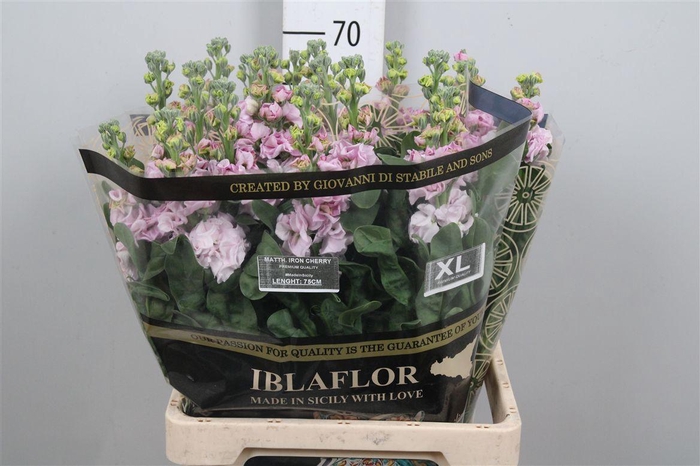 <h4>Matth Iron Cherry Bl</h4>