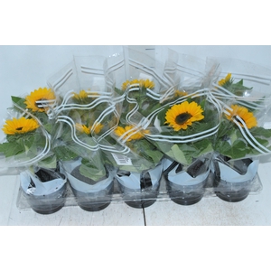 GIRASSOL MINI SUN BRIGHT P11