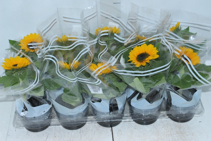 <h4>GIRASSOL MINI SUN BRIGHT P11</h4>