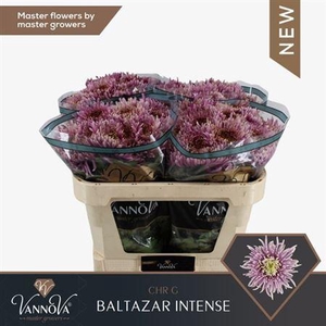 Chr G Baltazar Inten