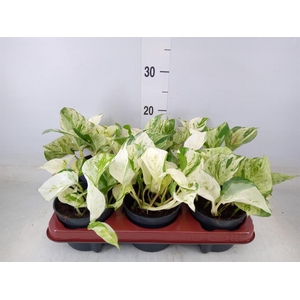 Epipremnum pinn. 'Happy Leaf'