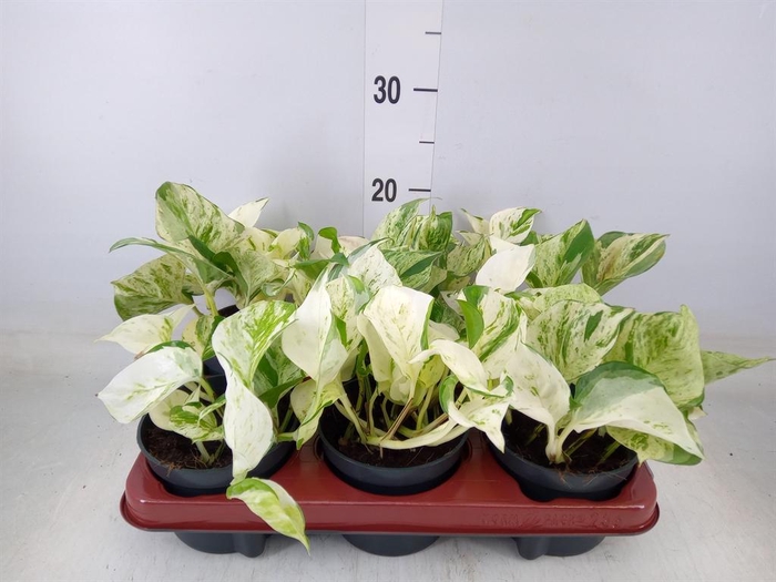 <h4>Epipremnum pinn. 'Happy Leaf'</h4>