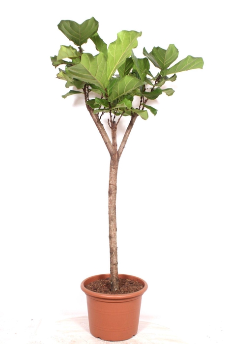 Ficus lyrata