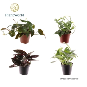 Ranken Mix (diverse soorten)