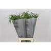 Panicum Fountain