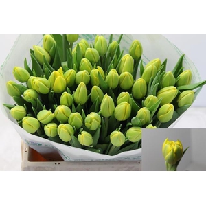 TU DU DOUBLE TROUBLE