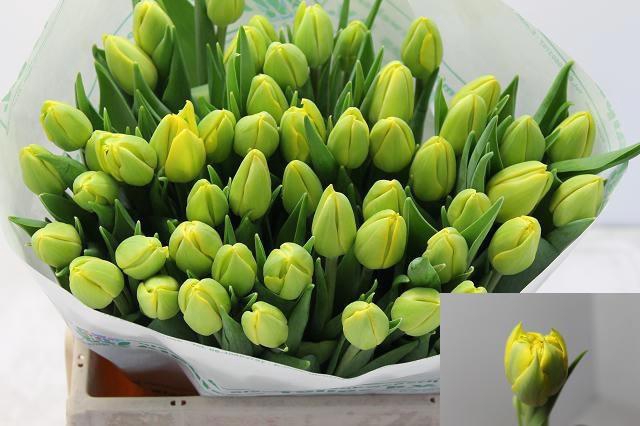 <h4>TU DU DOUBLE TROUBLE</h4>