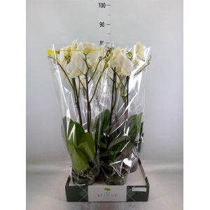 Phalaenopsis   ...white