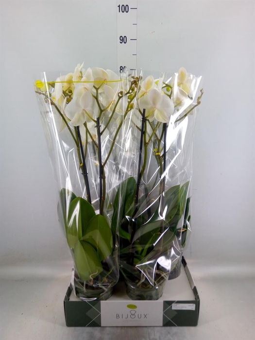 <h4>Phalaenopsis   ...white</h4>