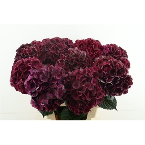 Hydr M Ruby Bordaux 65-20