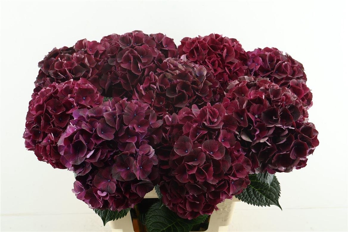 <h4>Hydr M Ruby Bordaux 65-20</h4>