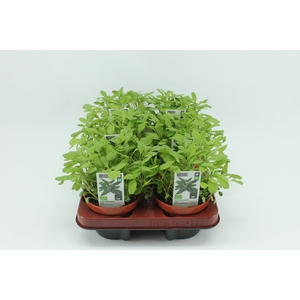 BKH groente 51020 bio Salie