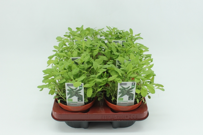 <h4>BKH groente 51020 bio Salie</h4>