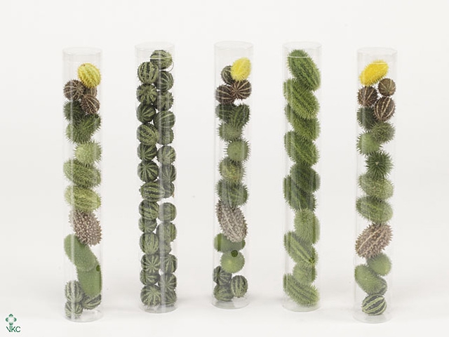 Cucumis  'Decumis'   .../stuk