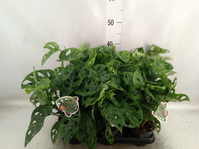 <h4>Monstera obliqua 'Leichtlinii'</h4>