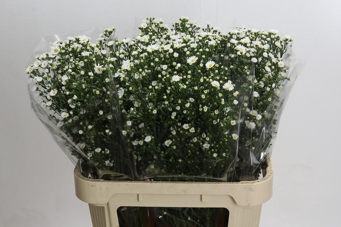 <h4>Aster Paquita</h4>