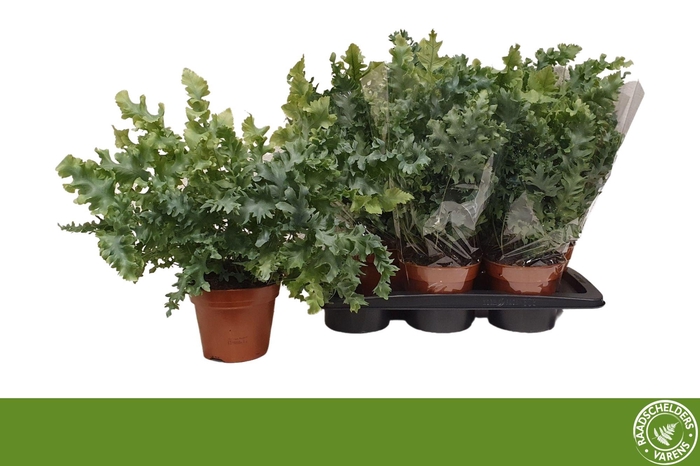 <h4>PHLEBO A DAVANA</h4>