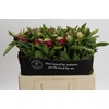 Paeonia Red Charm