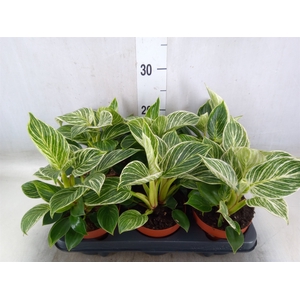 Philodendron   ...