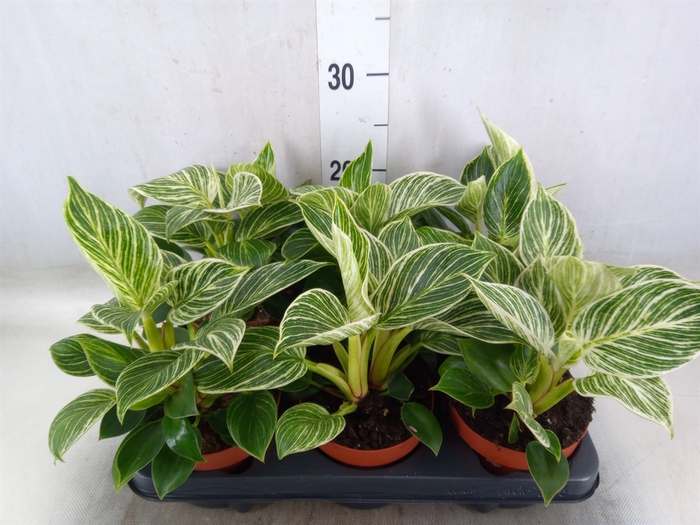 <h4>Philodendron   ...</h4>