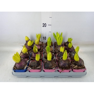 Hyacinthus orie.   ...mix 5