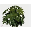 Fatsia japonica