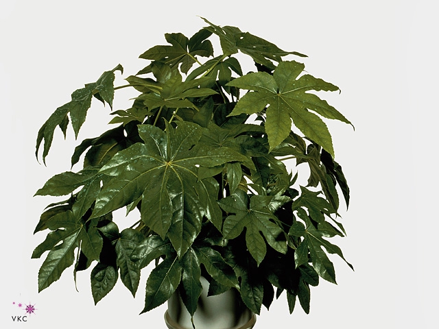 Fatsia japonica