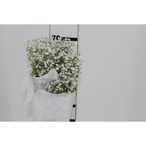 GYPSOPHILA DYNAMIC LOVE MIN 250 GRAMAS