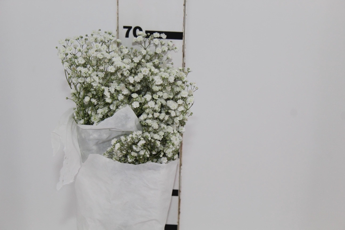 GYPSOPHILA DYNAMIC LOVE MIN 250 GRAMAS