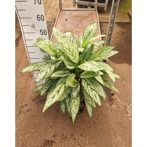 Aglaonema Silver Queen