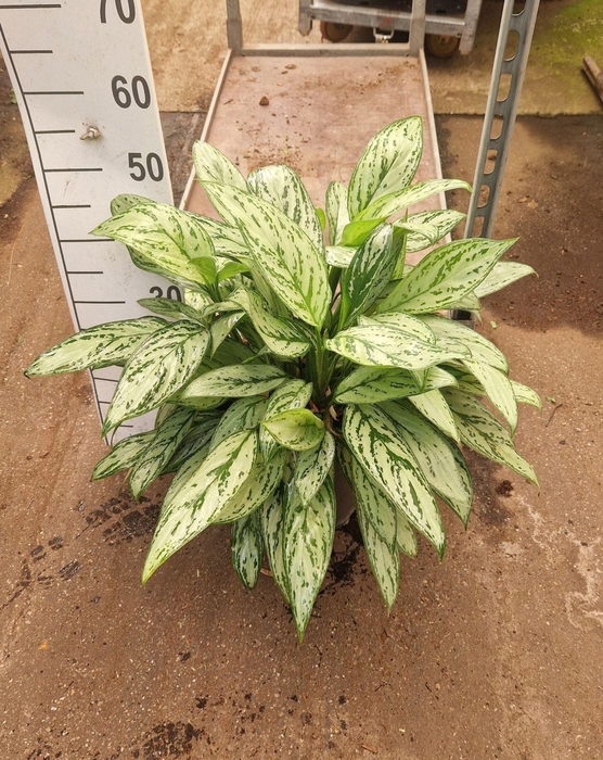 <h4>Aglaonema Silver Queen</h4>
