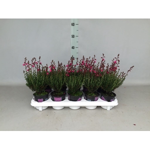 Daboecia cantabrica 'Waleys Red'