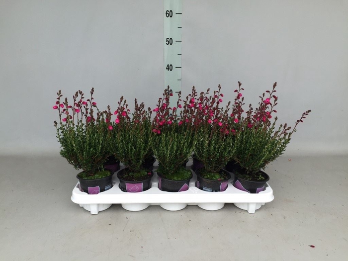 <h4>Daboecia cantabrica 'Waleys Red'</h4>
