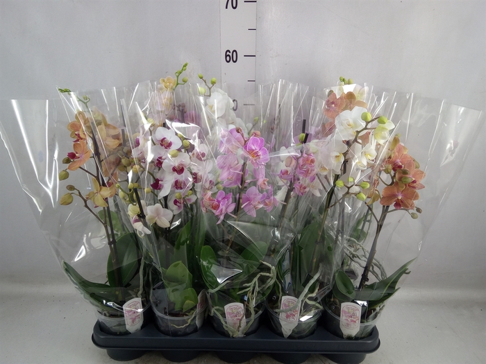 <h4>Phalaenopsis multi.</h4>